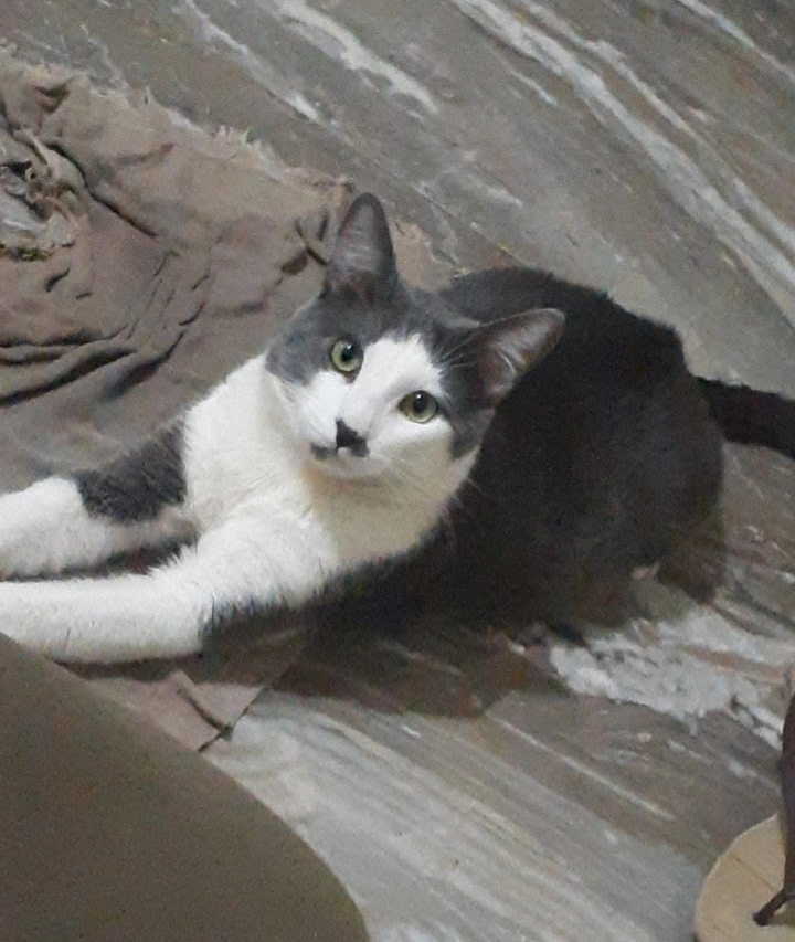 Pet Coletivo da(o) Snow