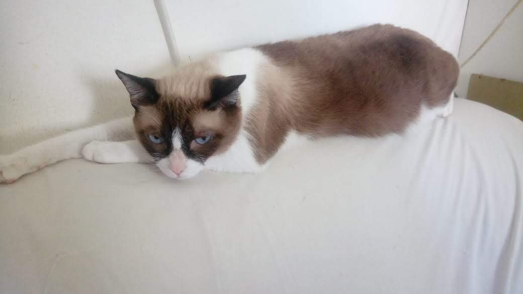 Pet Coletivo da(o) Shitara