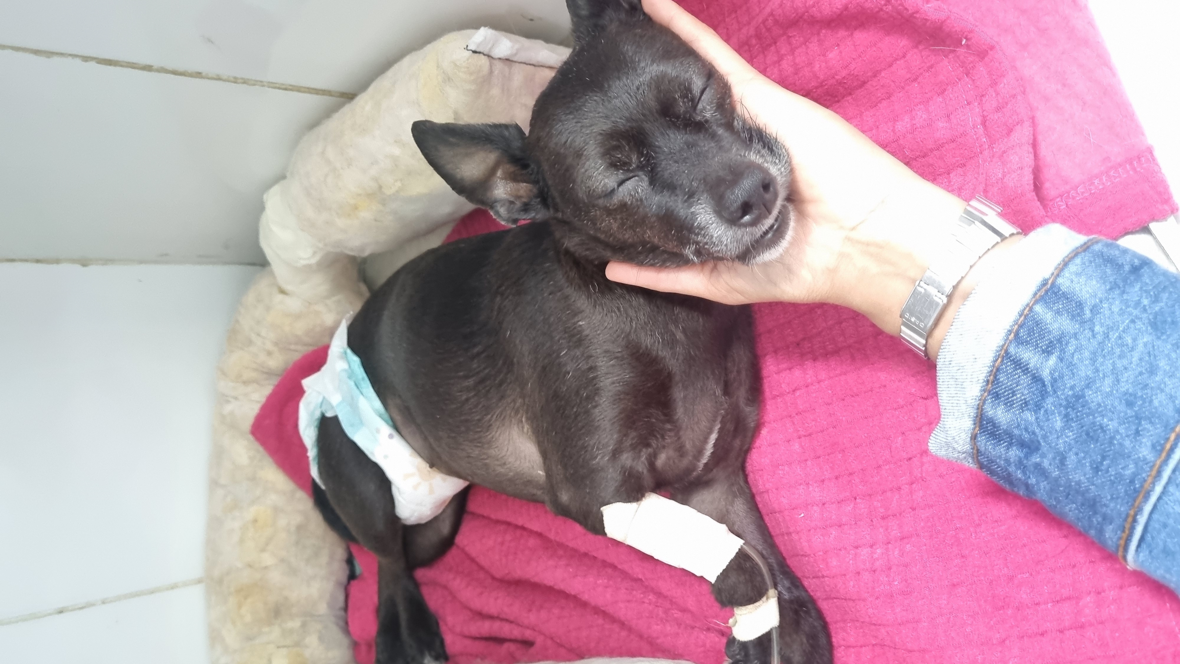 Pet Coletivo da(o) Kyara