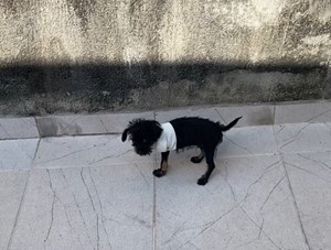 Vaquinha do(a) Ozze