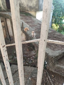 Vaquinha do(a) Gatinhos e gatinhas para castração 