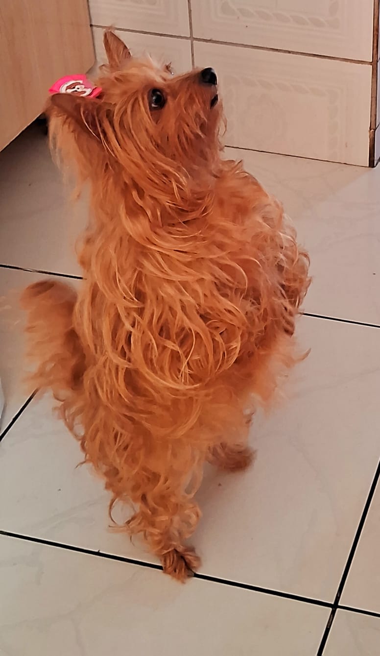 Pet Coletivo da(o) Layla