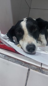 Vaquinha do(a) Cachorrinha
