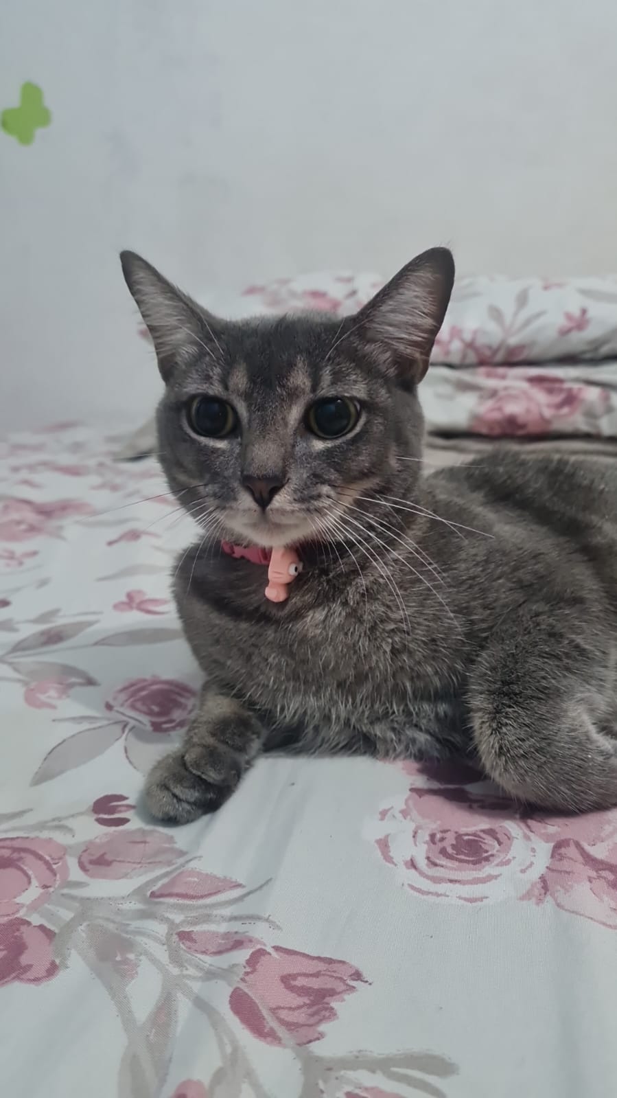 Pet Coletivo da(o) Mia