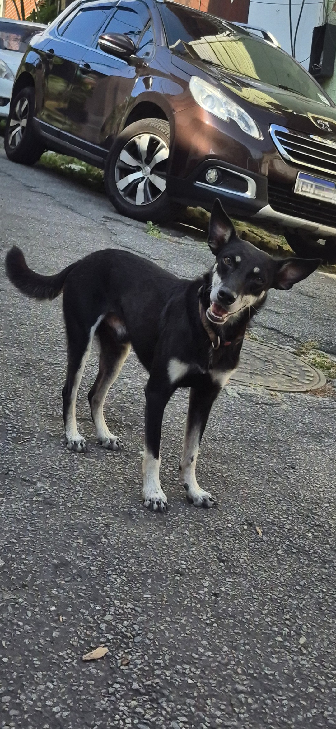 Pet Coletivo da(o) Preto