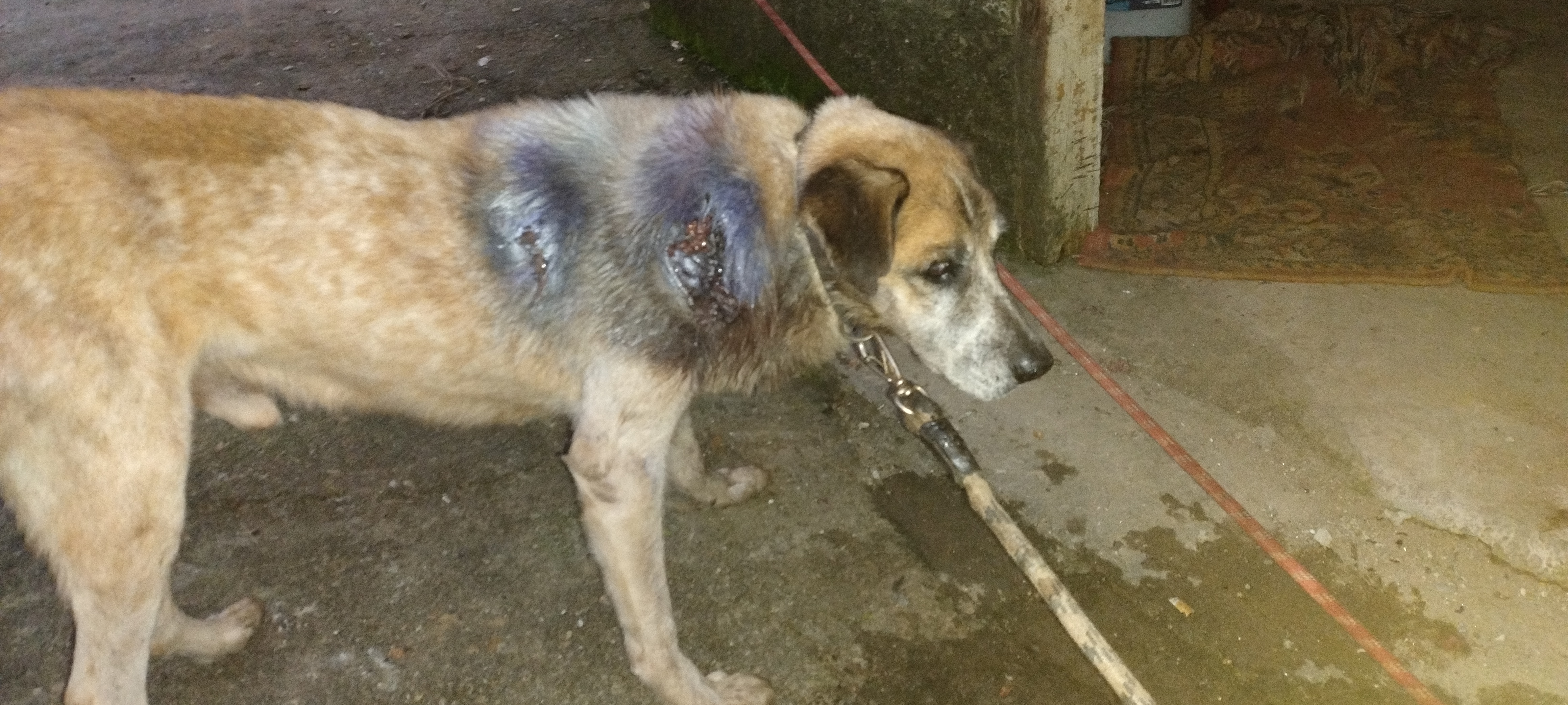 Pet Coletivo da(o) Tufão 