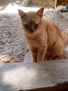 Vaquinha do(a) Garfield 