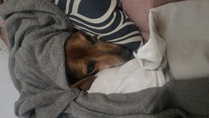 Vaquinha do(a) Caramelo 