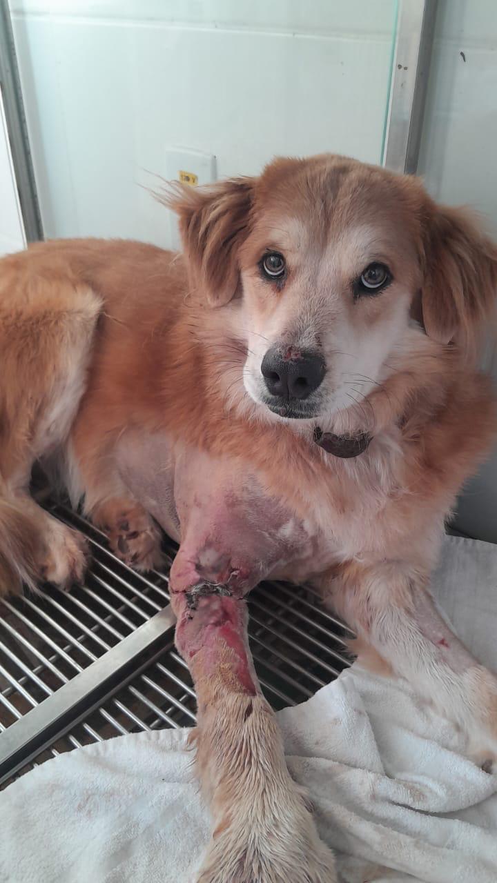 Pet Coletivo da(o) Dandara