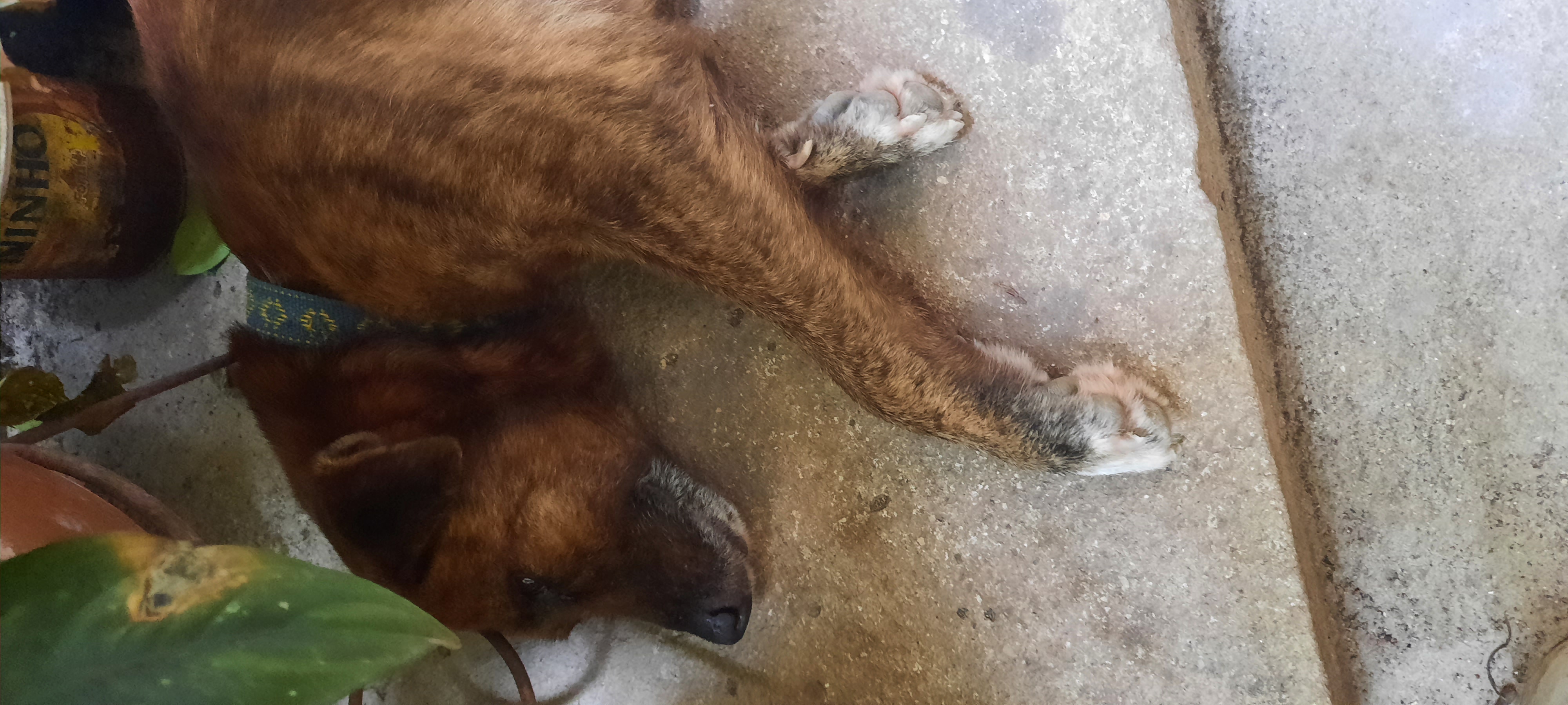 Pet Coletivo da(o) Leão