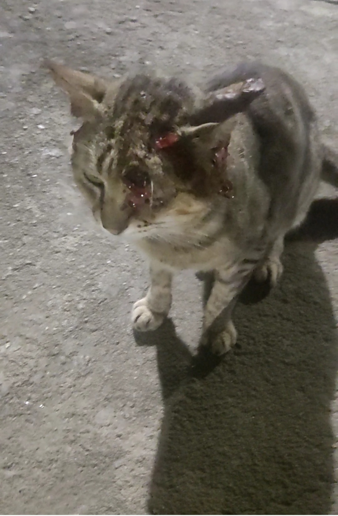 Pet Coletivo da(o) Gatinho de rua com esporotricose 