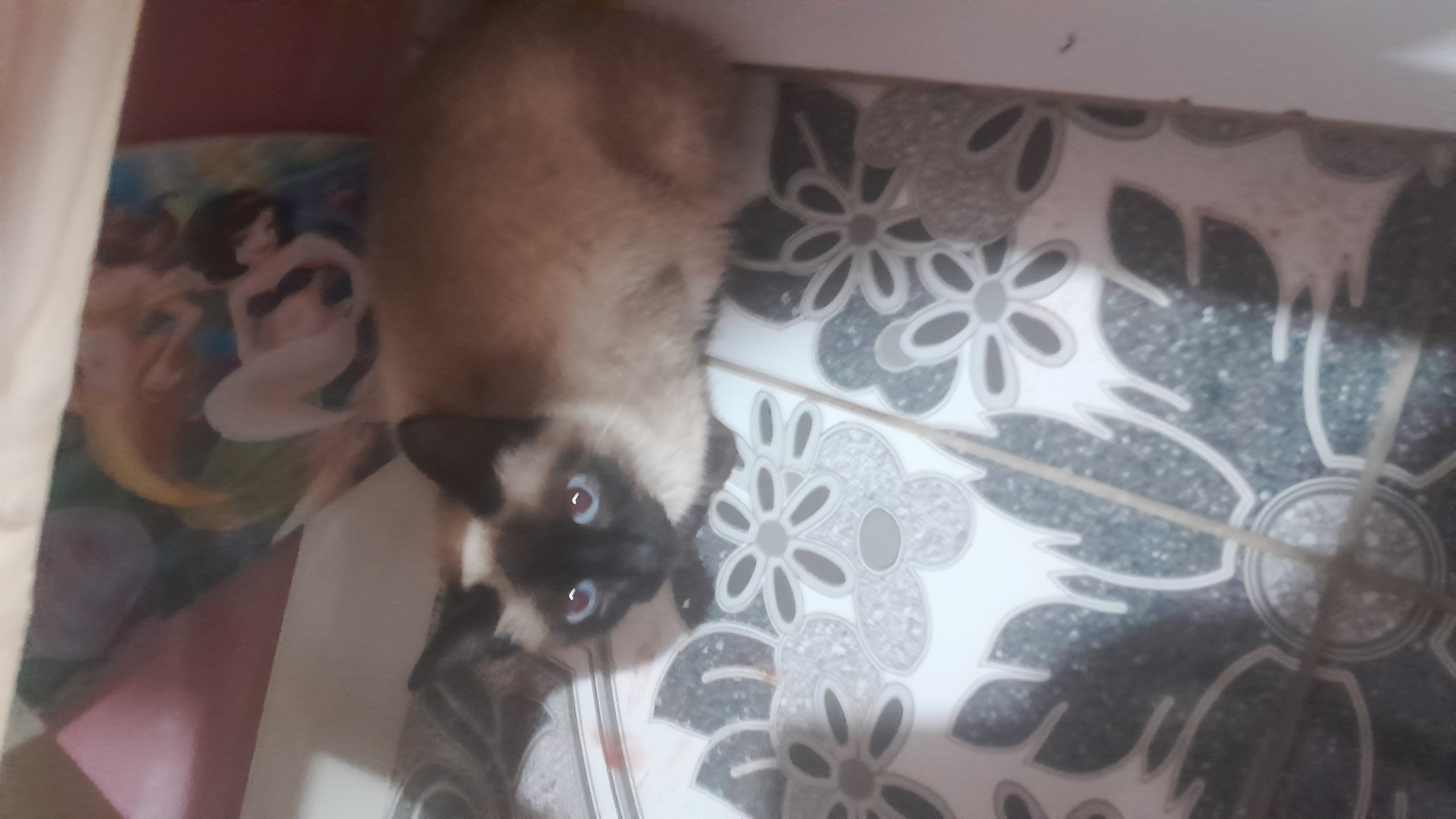 Pet Coletivo da(o) Mine