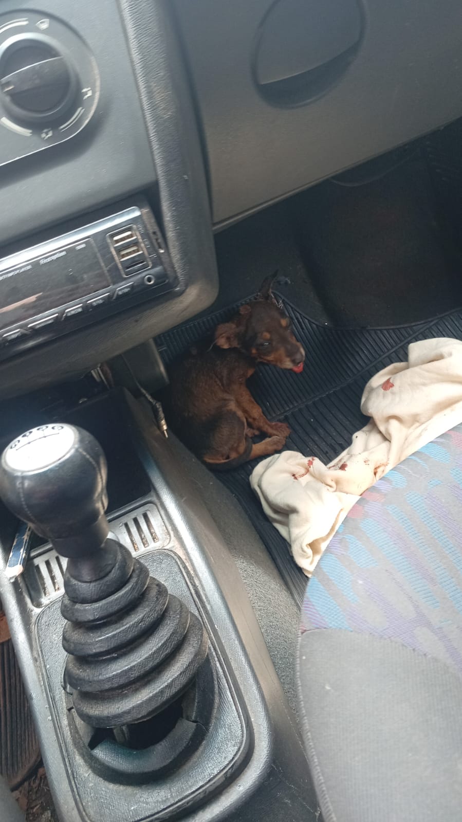 Pet Coletivo da(o) Astrid 