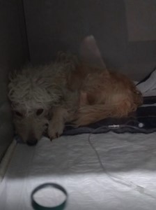 Vaquinha do(a) Laila