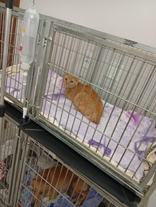 Vaquinha do(a) Mabel