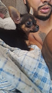 Vaquinha do(a) Toddy