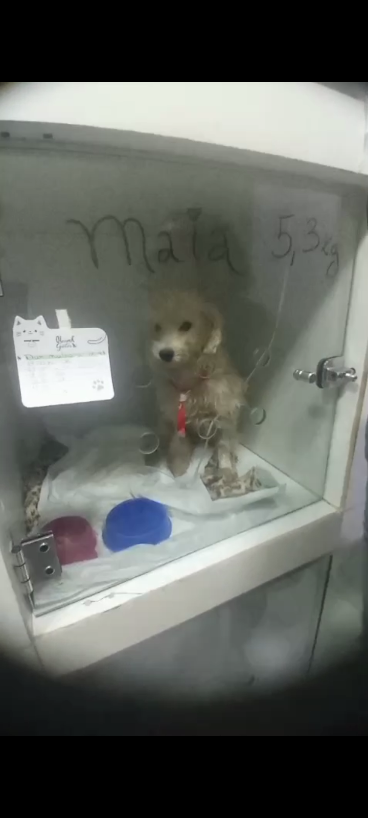 Pet Coletivo da(o) Maya