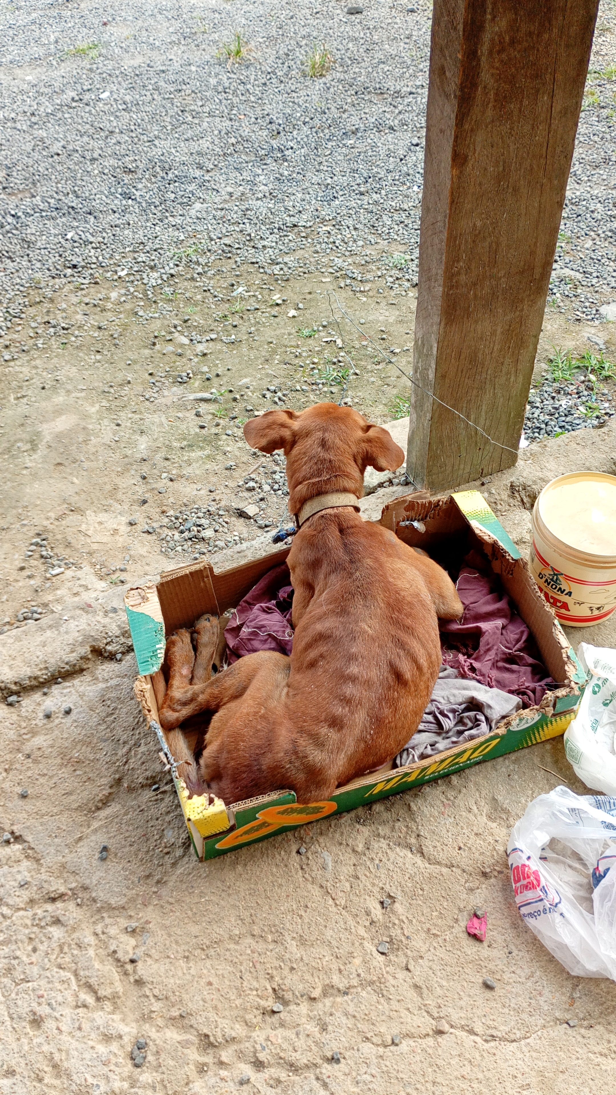 Pet Coletivo da(o) Patão 