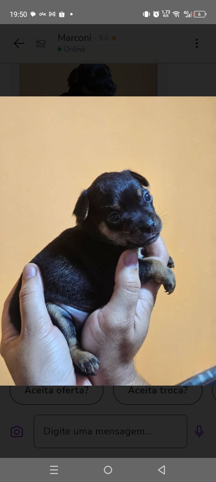 Pet Coletivo da(o) Lucky