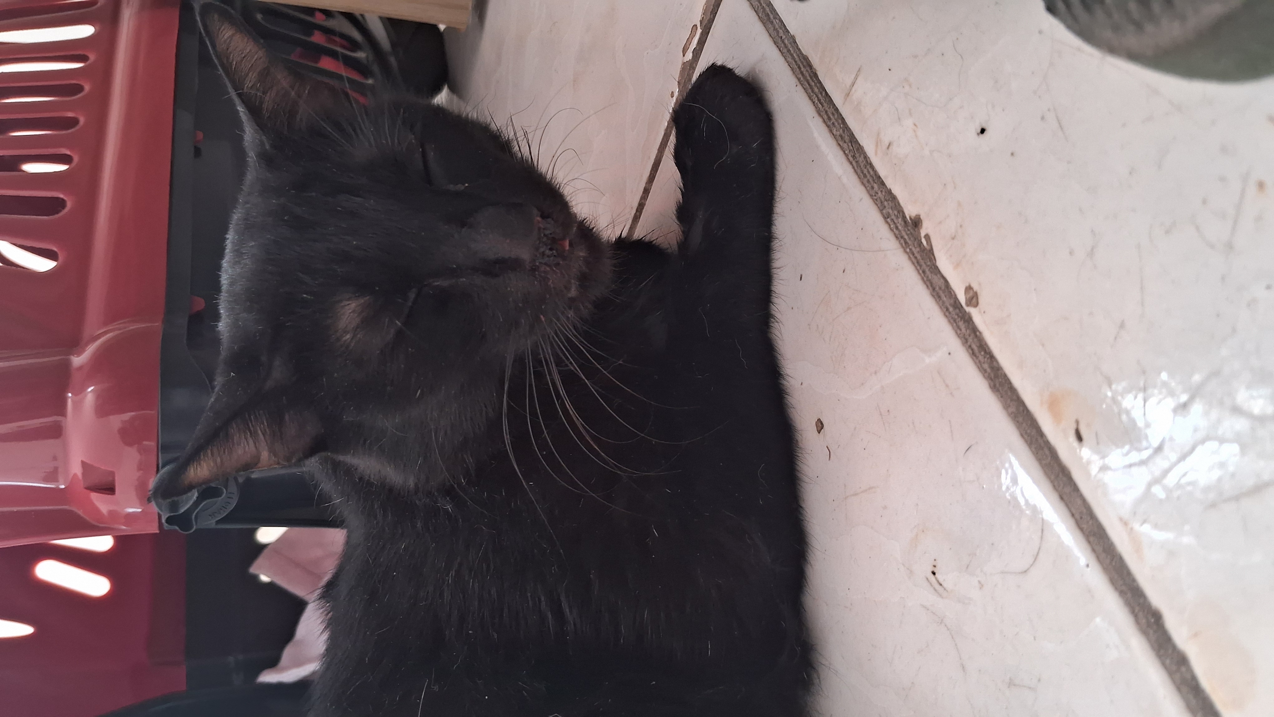 Pet Coletivo da(o) Riqueza