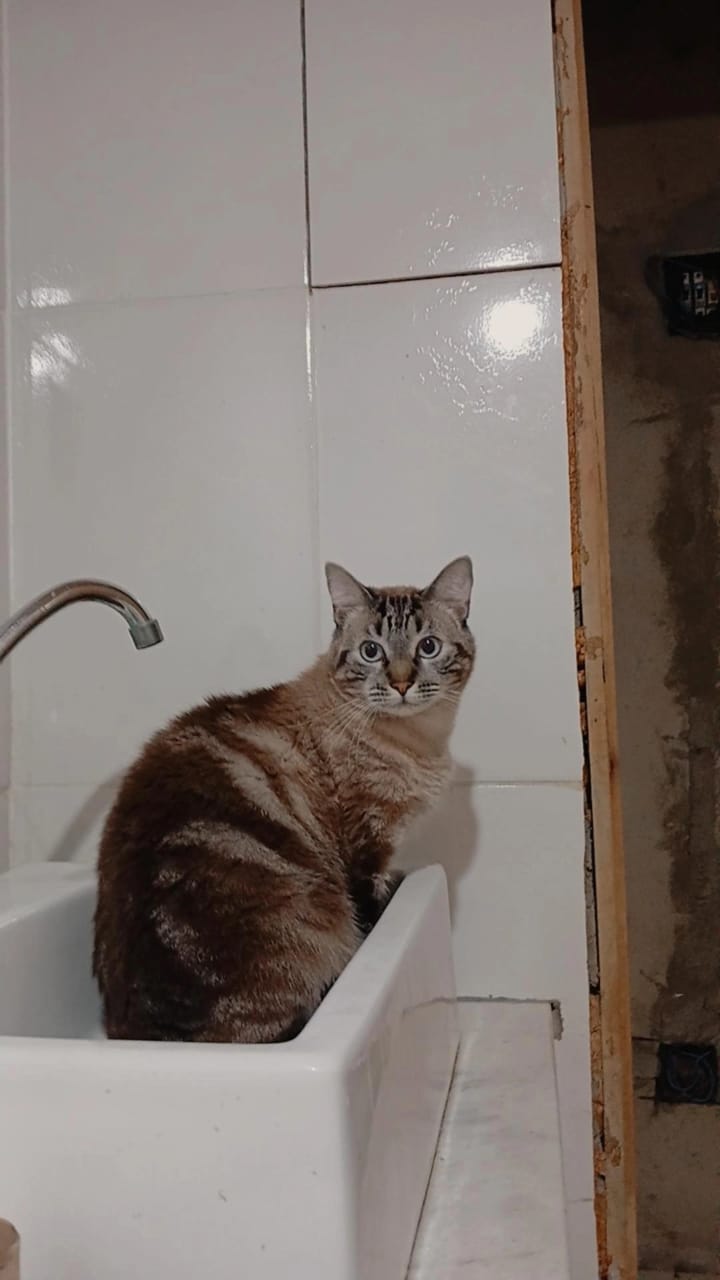 Pet Coletivo da(o) Whisky 