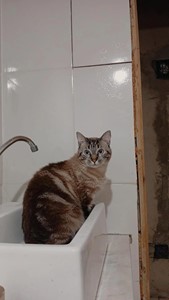 Vaquinha do(a) Whisky 