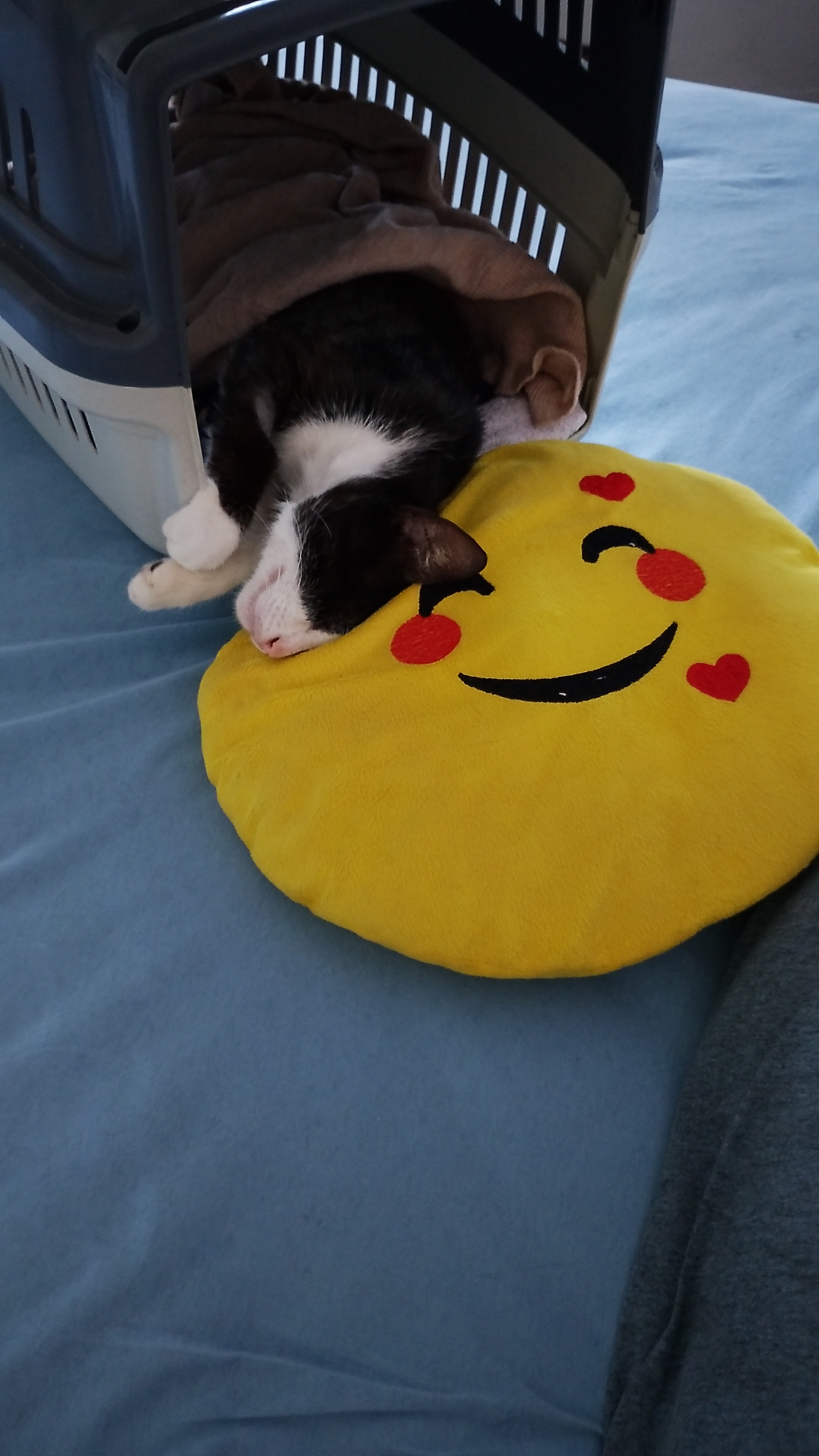 Pet Coletivo da(o) Limão 