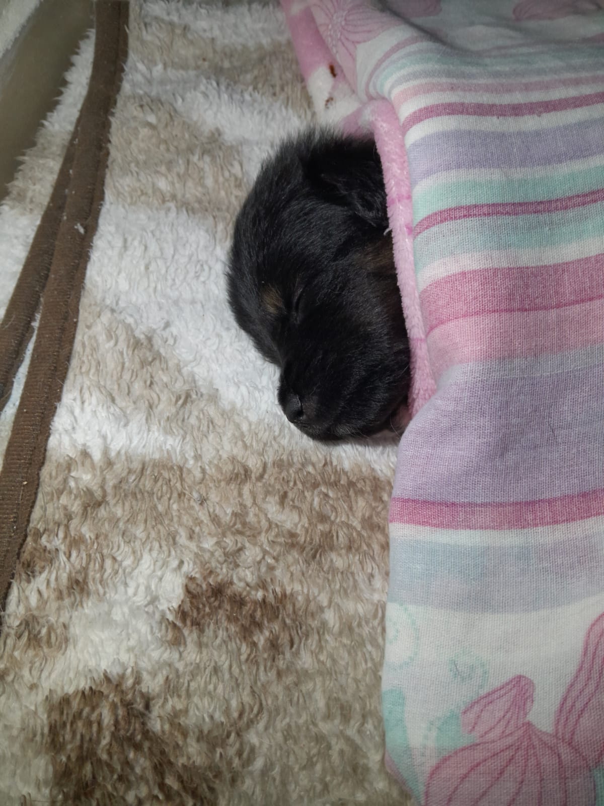 Pet Coletivo da(o) Leo
