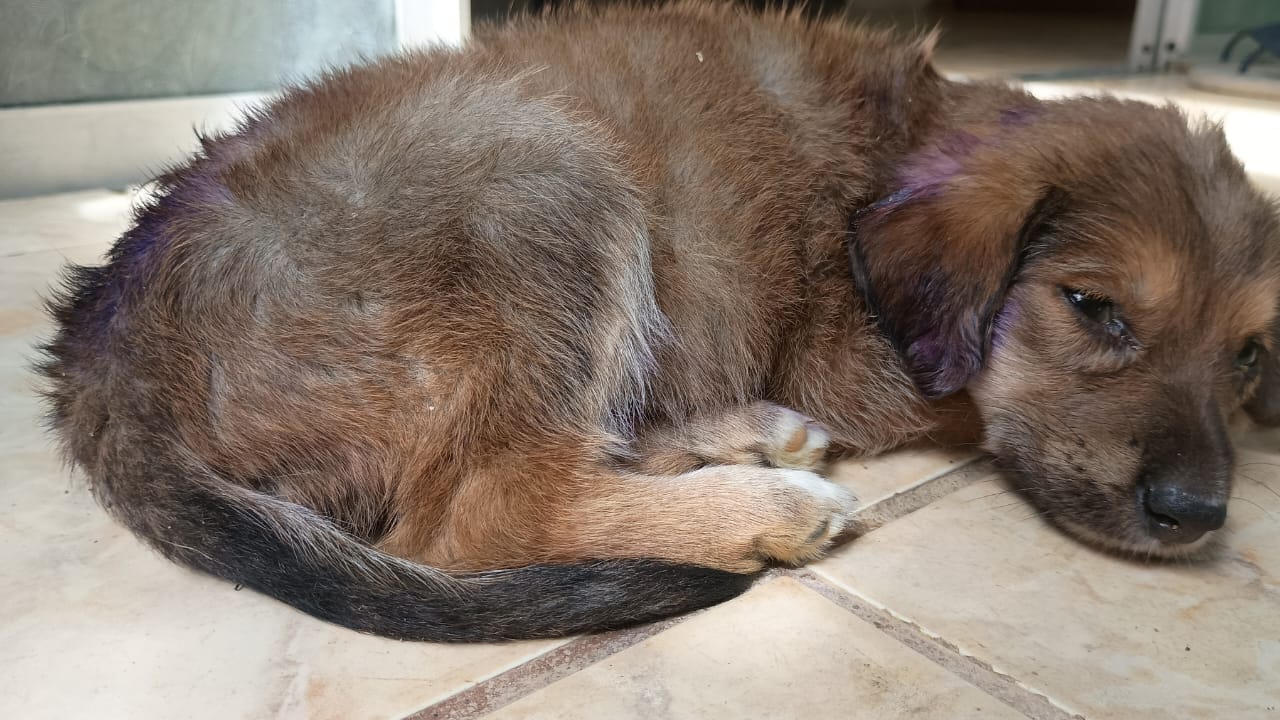 Pet Coletivo da(o) Leona