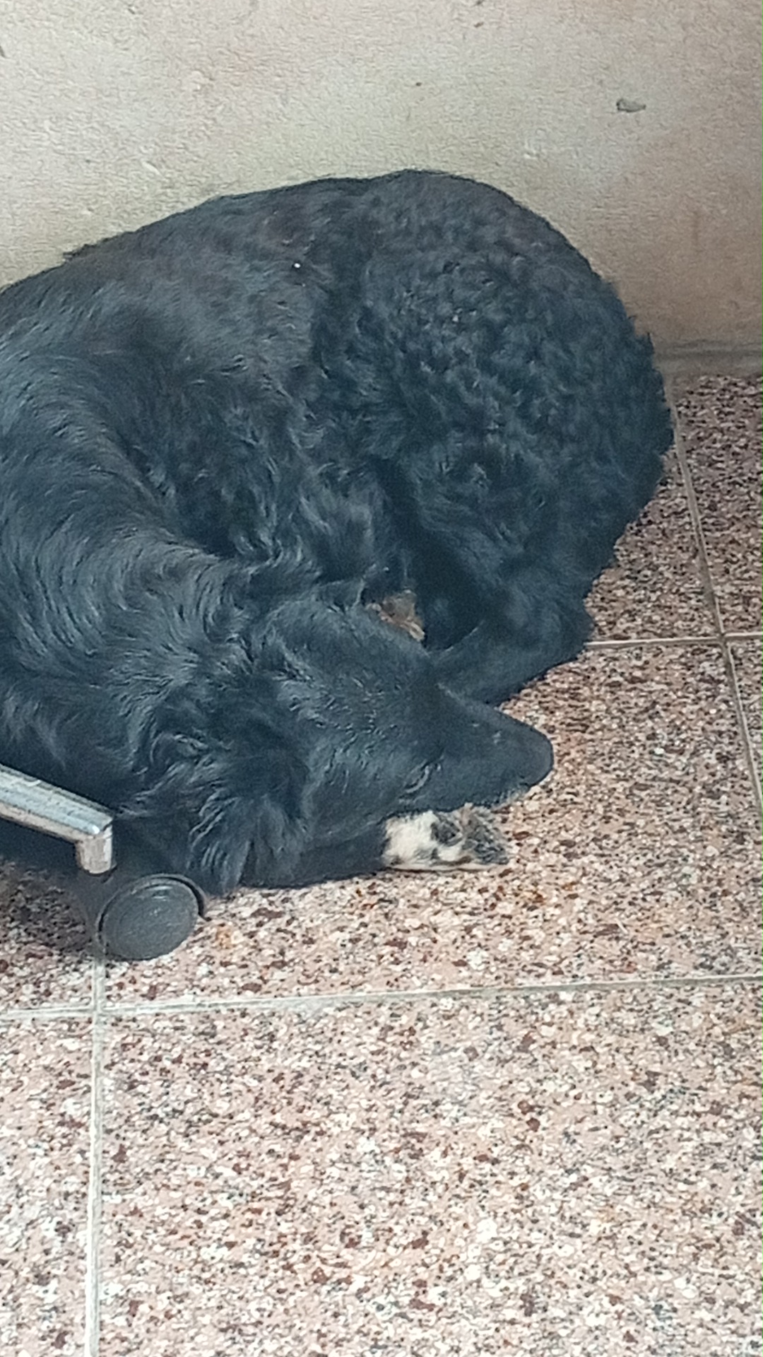 Pet Coletivo da(o) Neguinha 