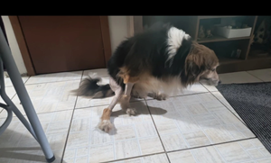 Vaquinha do(a) Bolota