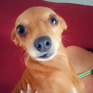 Vaquinha do(a) Lisa