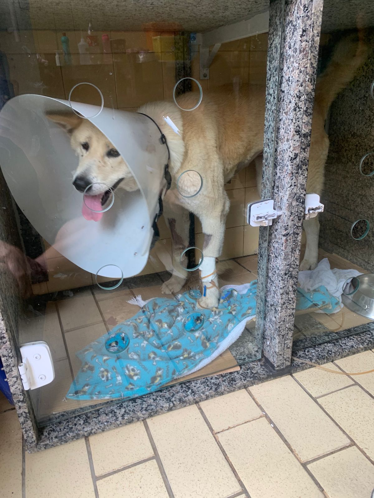 Pet Coletivo da(o) Nesvaska