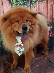 Vaquinha do(a) Simba