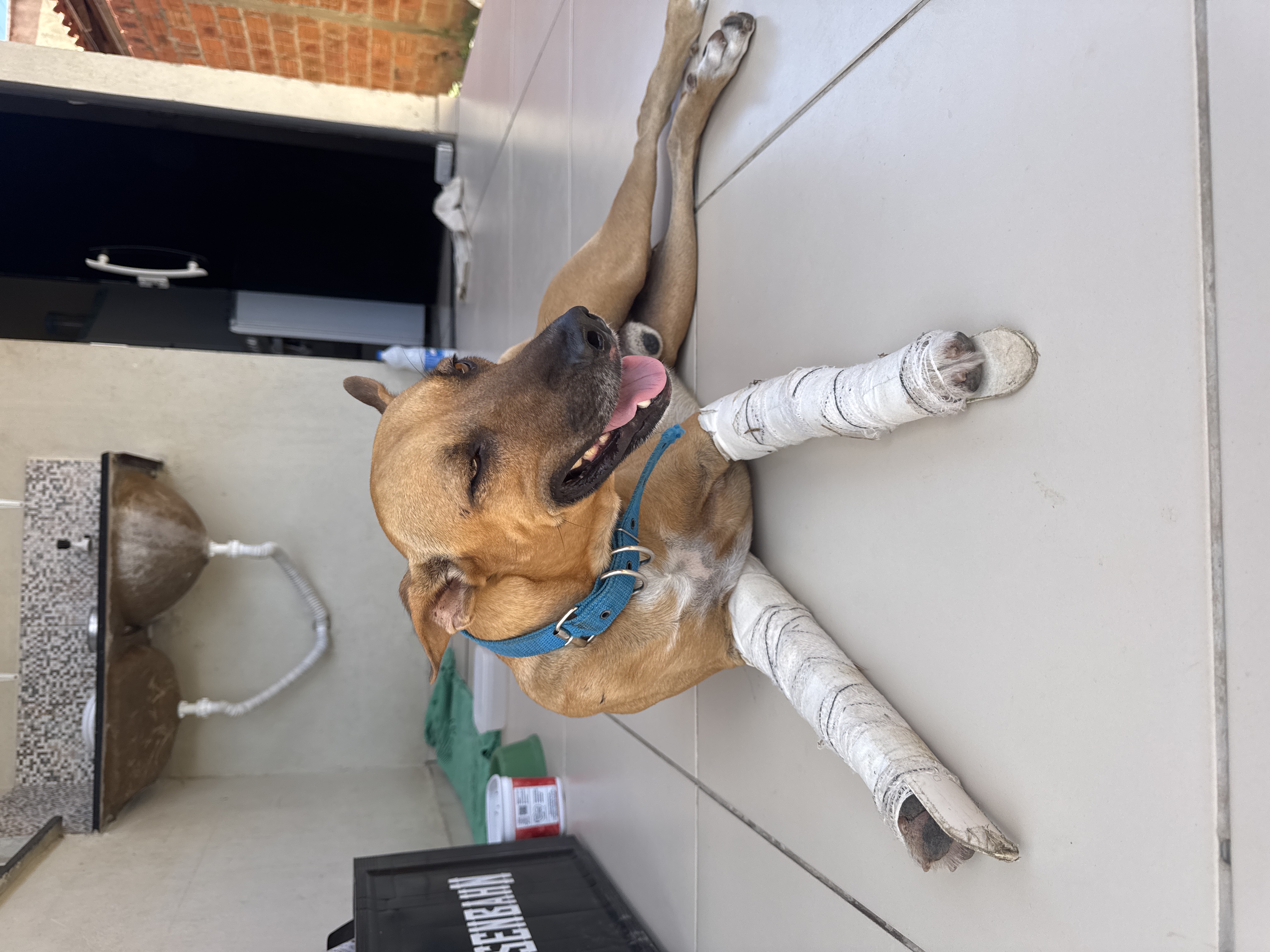 Pet Coletivo da(o) Thor