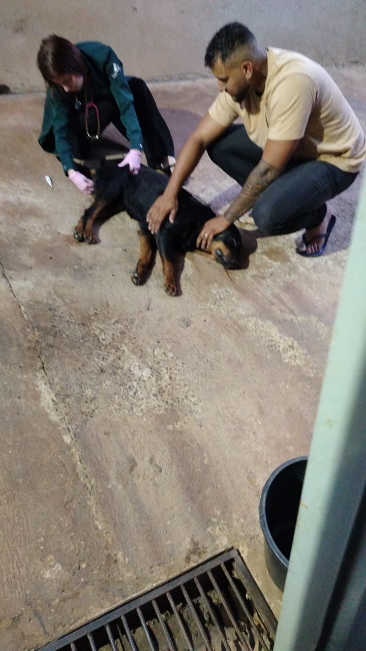 Pet Coletivo da(o) Madona