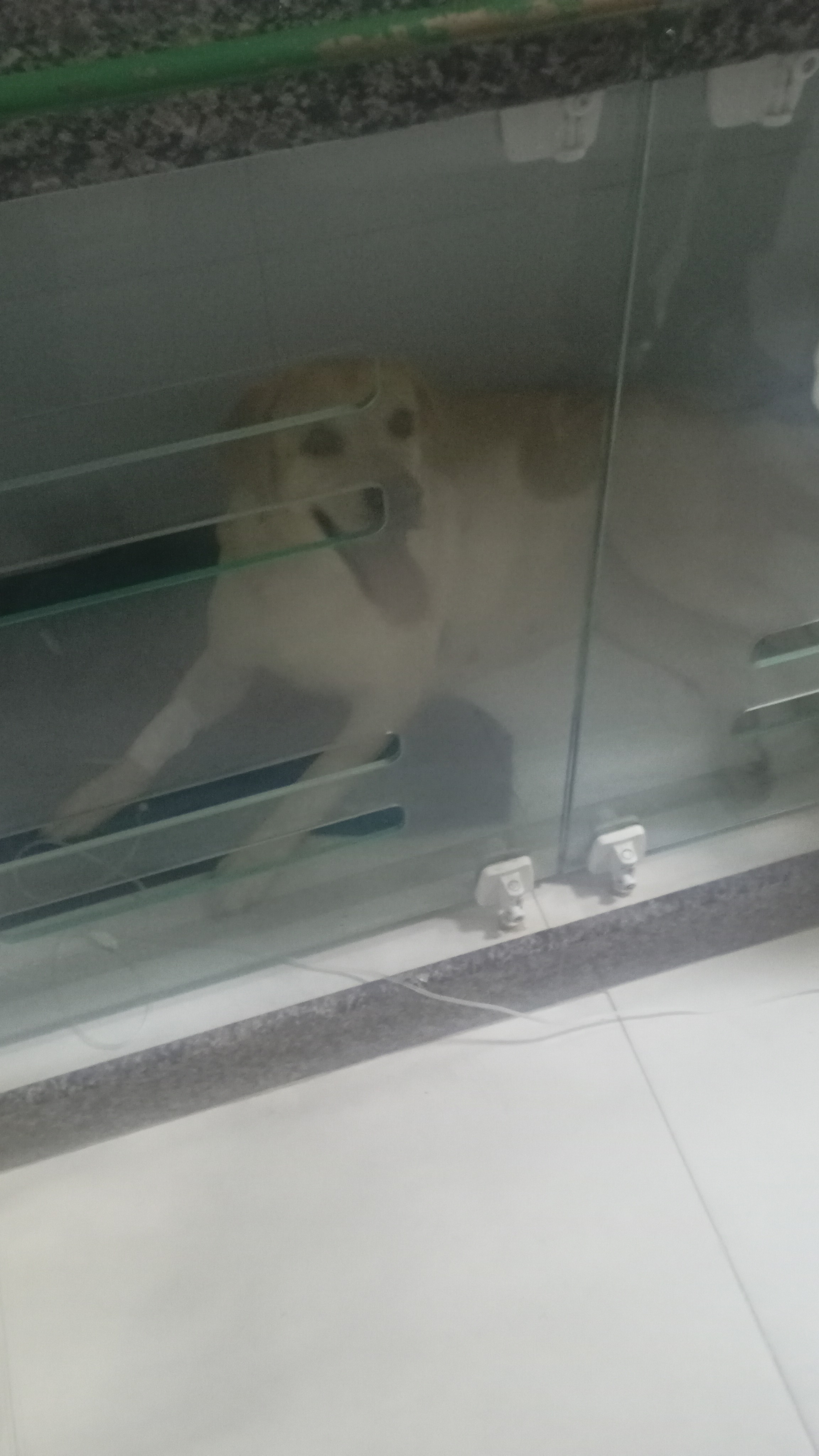 Pet Coletivo da(o) Bela