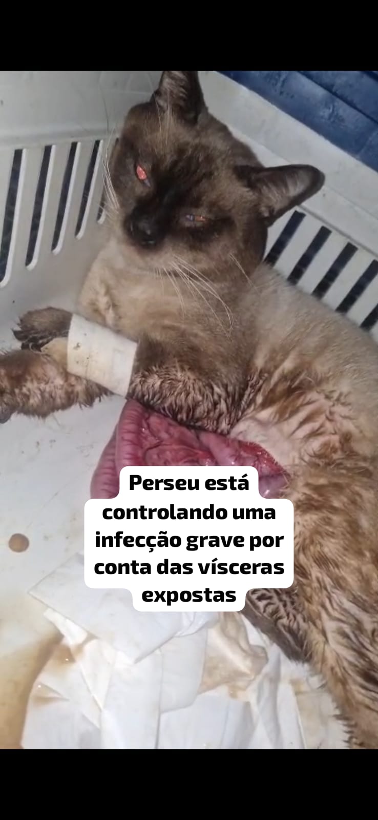 Pet Coletivo da(o) Perseu 