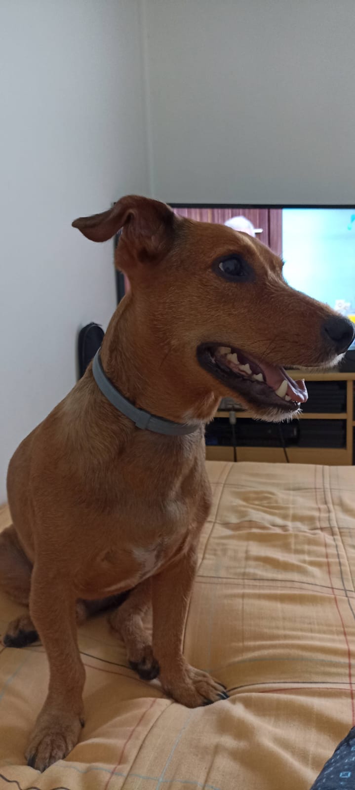 Pet Coletivo da(o) Luck 