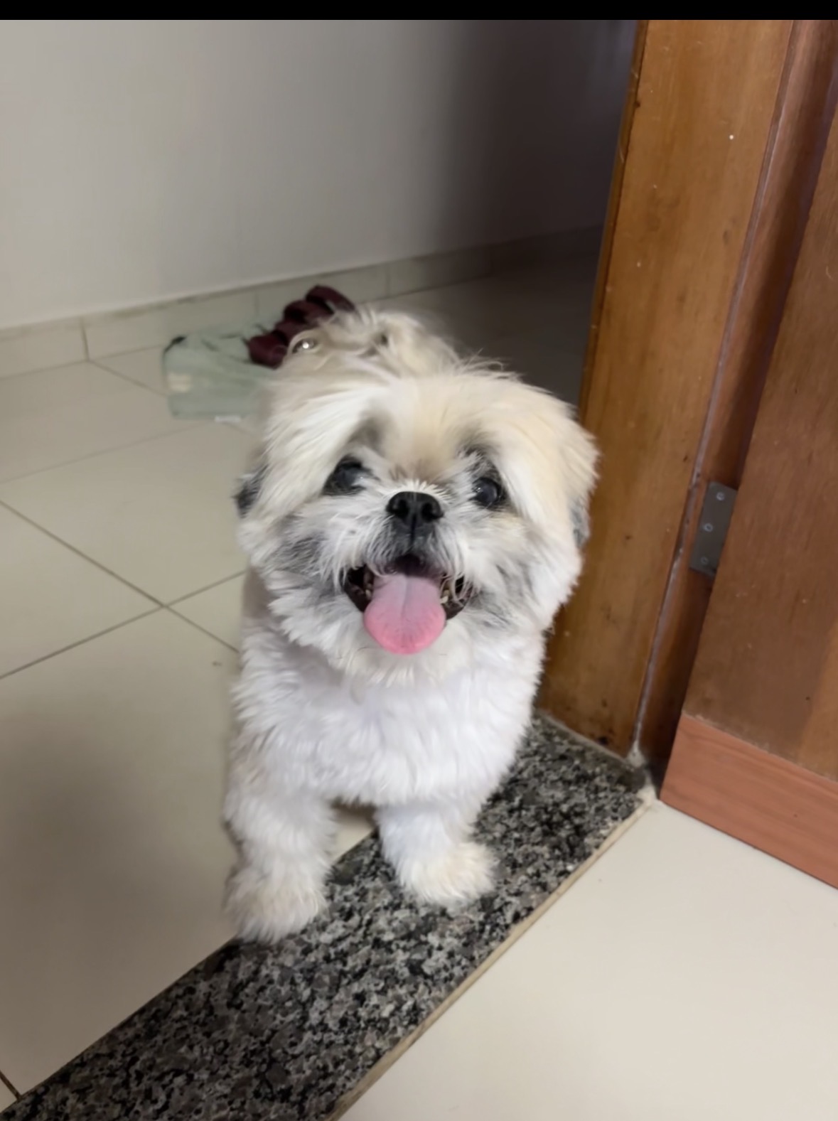 Pet Coletivo da(o) Chanel