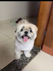 Vaquinha do(a) Chanel