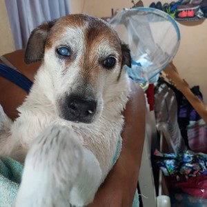 Vaquinha do(a) Milu