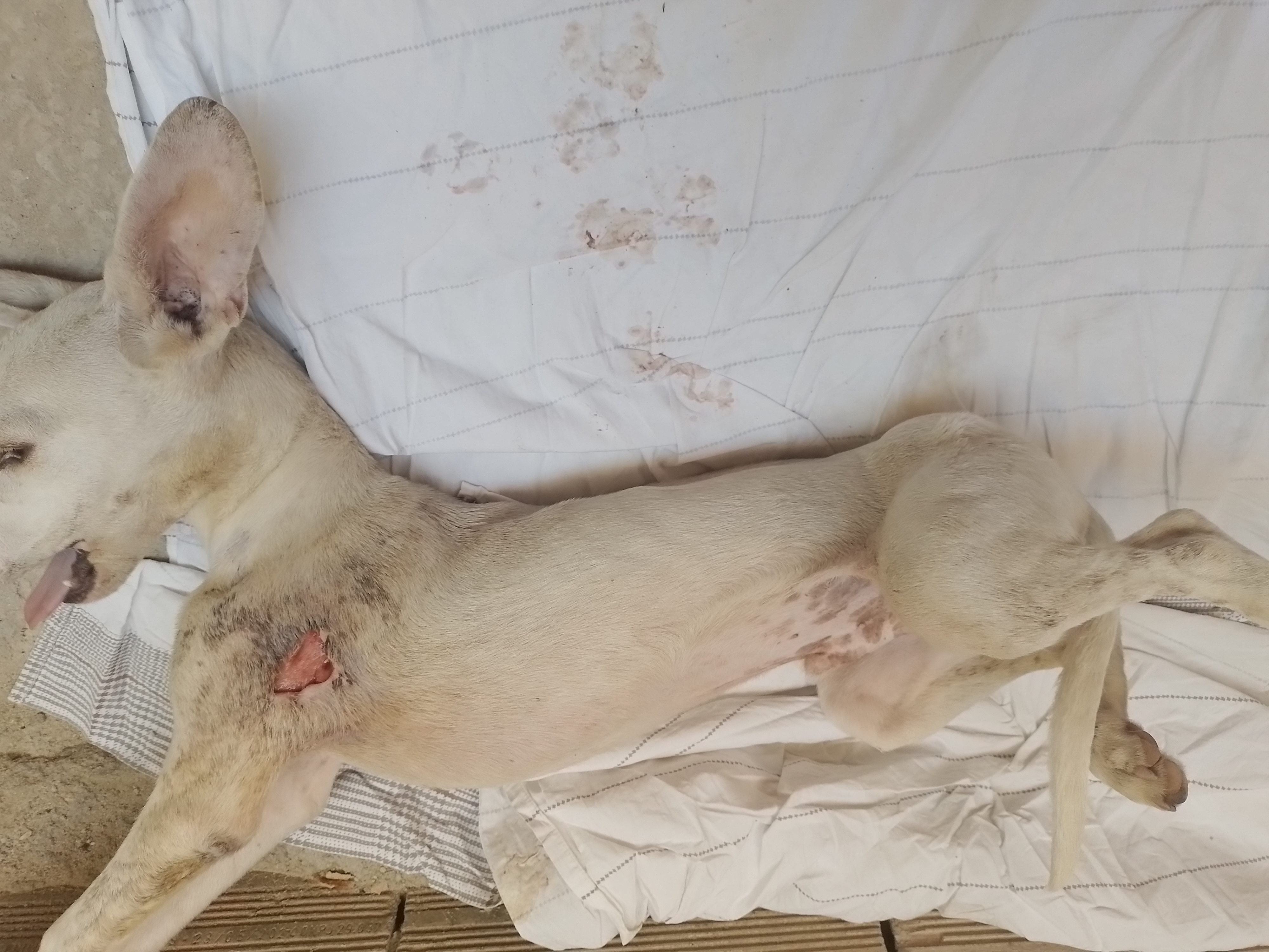 Pet Coletivo da(o) lupe