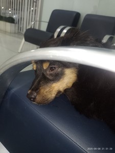 Vaquinha do(a) Tofu