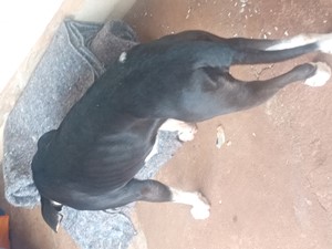 Vaquinha do(a) Ravena