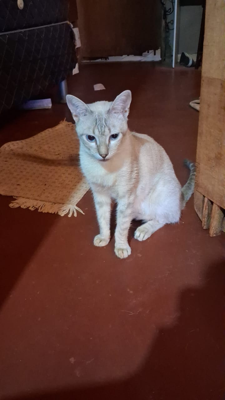 Pet Coletivo da(o) Lorenzo 