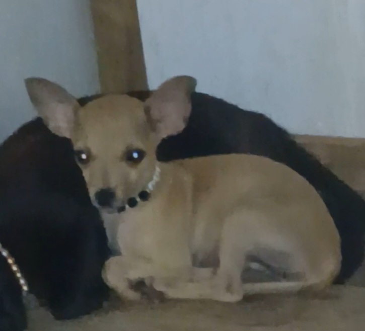 Pet Coletivo da(o) Saraby