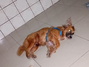 Vaquinha do(a) Nino