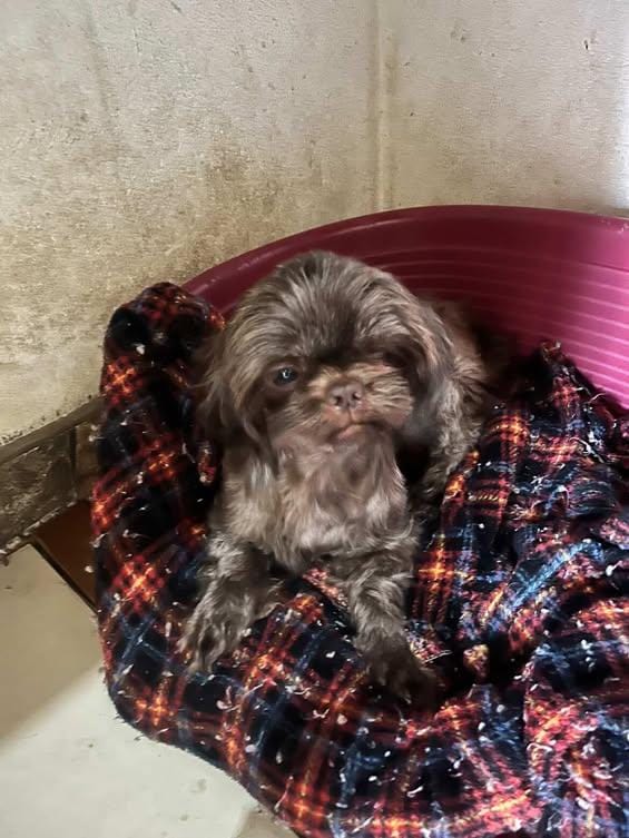 Pet Coletivo da(o) Jade 