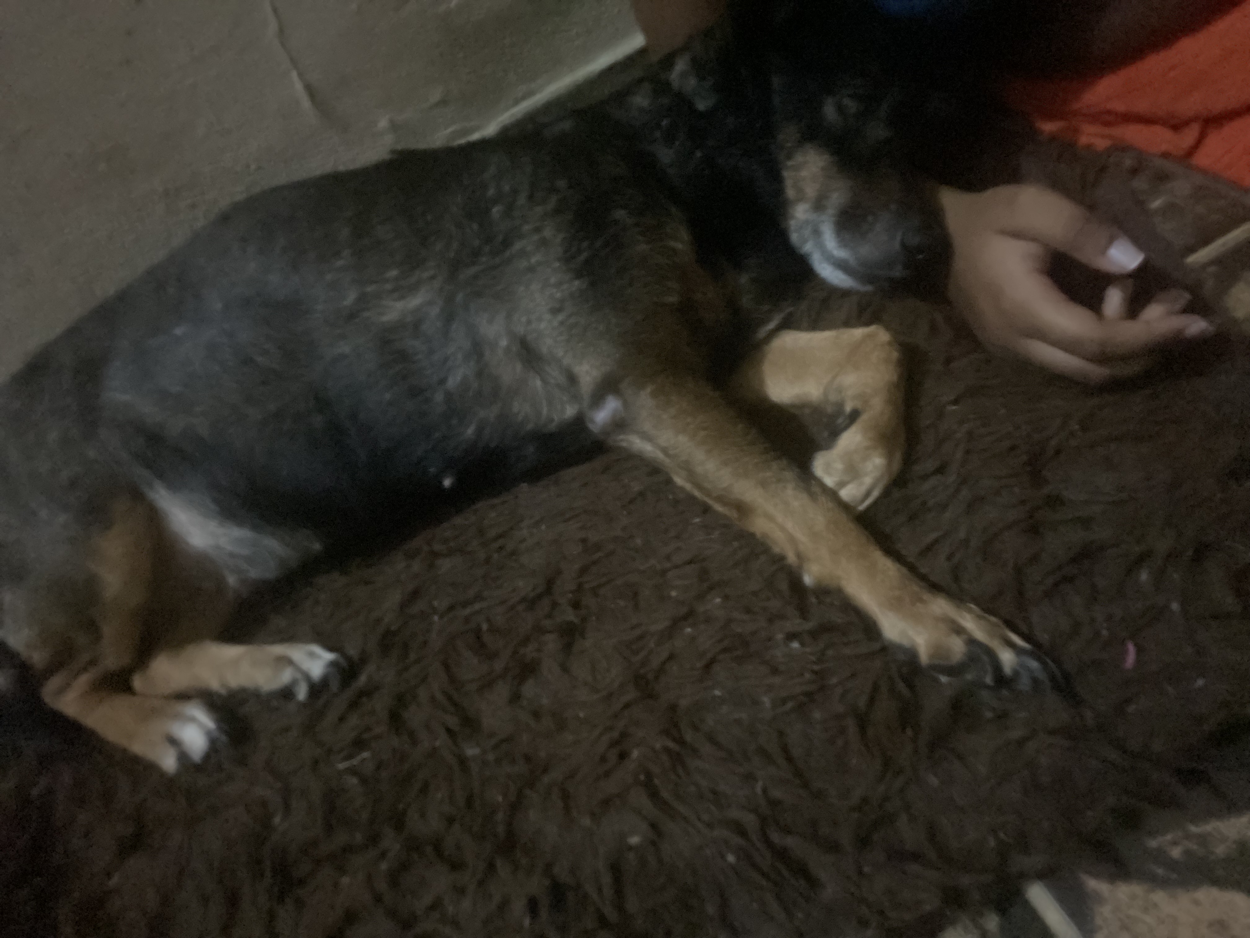 Pet Coletivo da(o) Nina